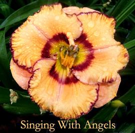 Photo of Daylily (Hemerocallis 'Singing with Angels') uploaded by Calif_Sue