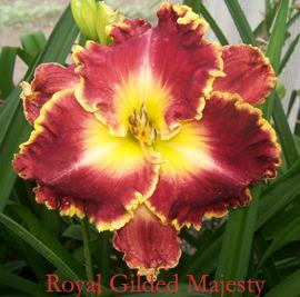 Photo of Daylily (Hemerocallis 'Royal Gilded Majesty') uploaded by Calif_Sue