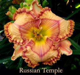 Photo of Daylily (Hemerocallis 'Russian Temple') uploaded by Calif_Sue