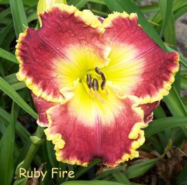 Photo of Daylily (Hemerocallis 'Ruby Fire') uploaded by Calif_Sue