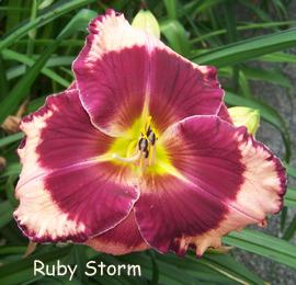 Photo of Daylily (Hemerocallis 'Ruby Storm') uploaded by Calif_Sue