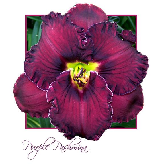 Photo of Daylily (Hemerocallis 'Purple Pashmina') uploaded by Calif_Sue