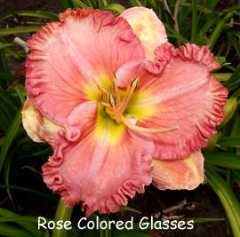 Photo of Daylily (Hemerocallis 'Rose Colored Glasses') uploaded by Calif_Sue