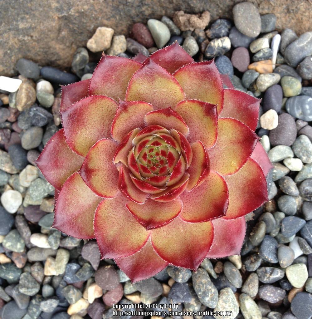 Photo of Hen and Chicks (Sempervivum 'Mitchell's Gold') uploaded by Patty