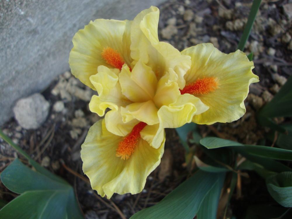 Photo of Standard Dwarf Bearded Iris (Iris 'Lost Art') uploaded by Paul2032