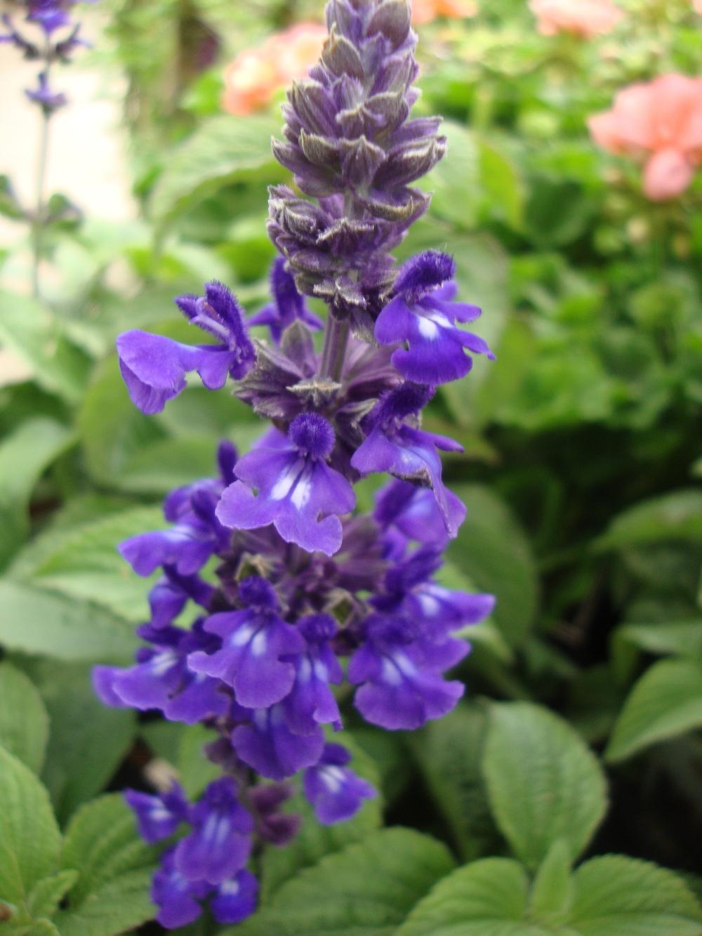 Photo of Sage (Salvia Mystic Spires Blue) uploaded by Paul2032
