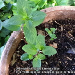 Location: Plano, TX
Date: 2013-04-13
Newly planted mint
