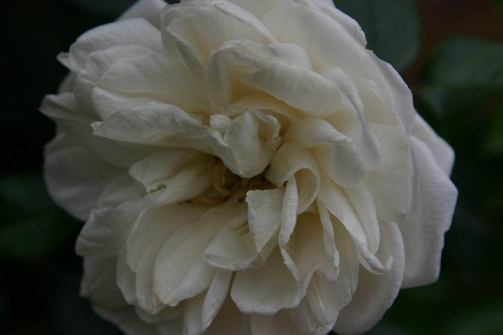 Photo of Rose (Rosa 'Summer Memories') uploaded by Trish