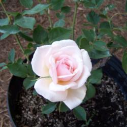 Location: Maxwell, Texas
Date: April 11, 2013
Odee Pink, an old rose. A tough and pretty rose that is easy to g