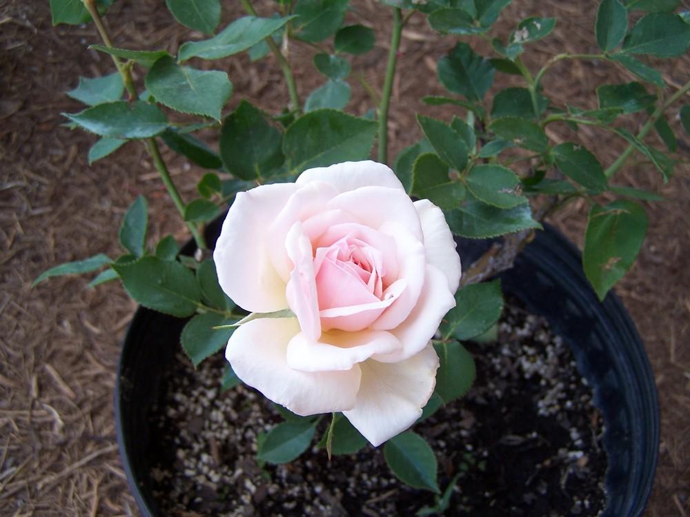 Photo of Rose (Rosa 'Odee Pink') uploaded by christinereid54