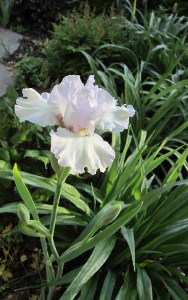Photo of Intermediate Bearded Iris (Iris 'Petite Charm') uploaded by ge1836