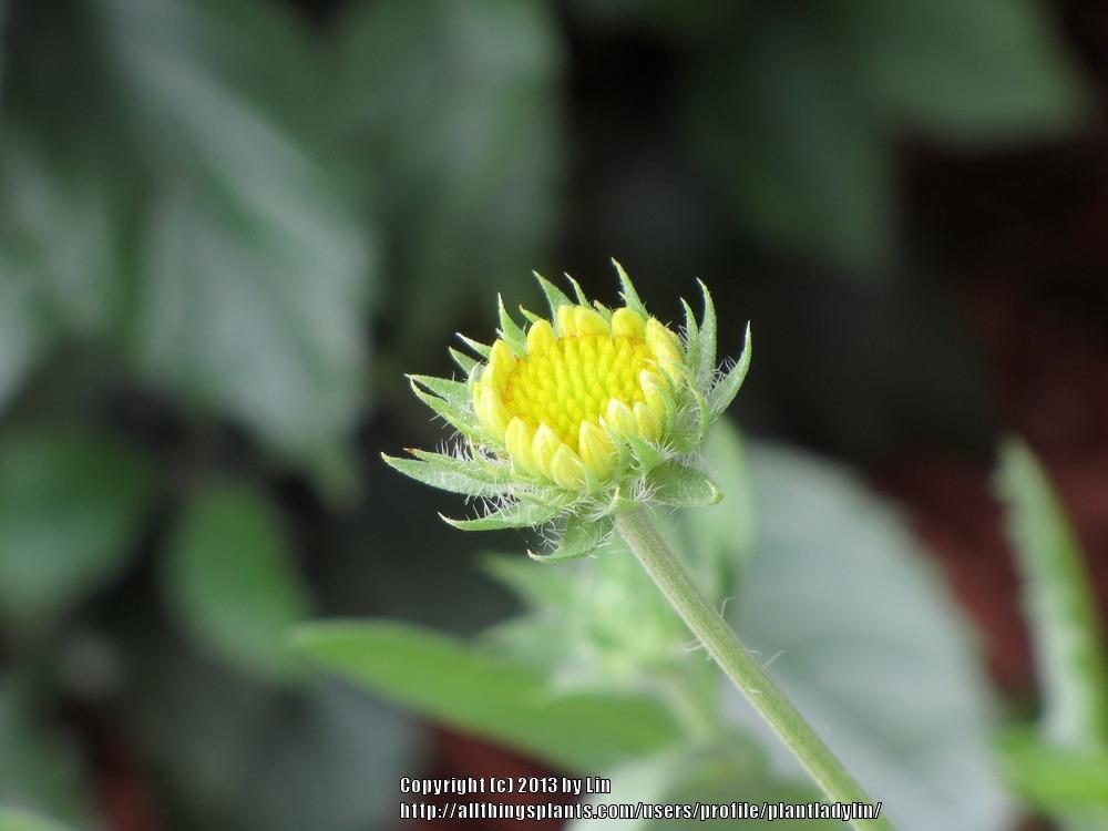 Photo of Blanket Flower (Gaillardia 'Oranges & Lemons') uploaded by plantladylin