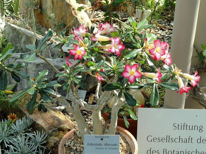 Photo of Desert Rose (Adenium obesum) uploaded by robertduval14