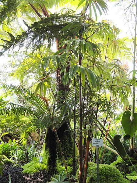 Photo of Palm-leaf Begonia (Begonia luxurians) uploaded by robertduval14