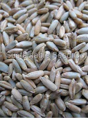 Photo of Rye (Secale 'Winter Cereal') uploaded by vic