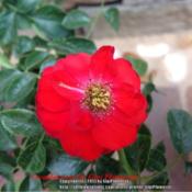 A beautiful plant that blooms deep red and multiple blooms in eac
