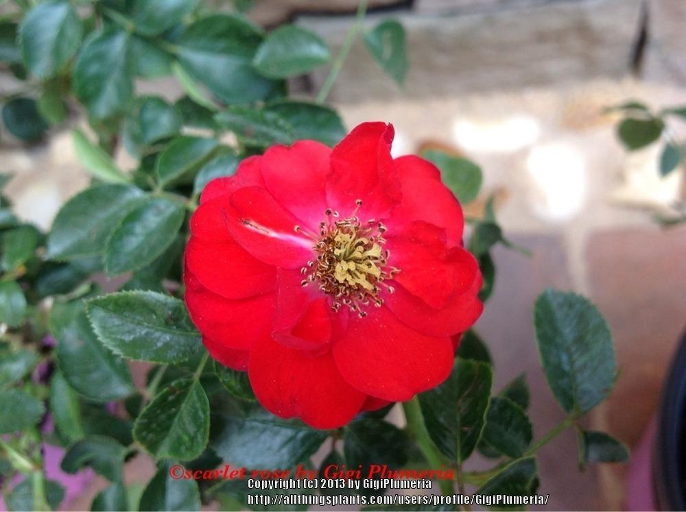 Photo of Groundcover Rose (Rosa 'Flower Carpet Scarlet') uploaded by GigiPlumeria