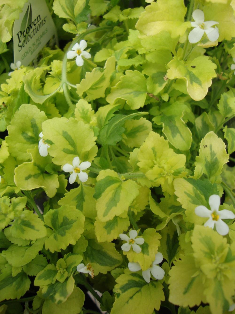 Photo of Bacopa (Sutera Gold 'n' Pearls) uploaded by Paul2032