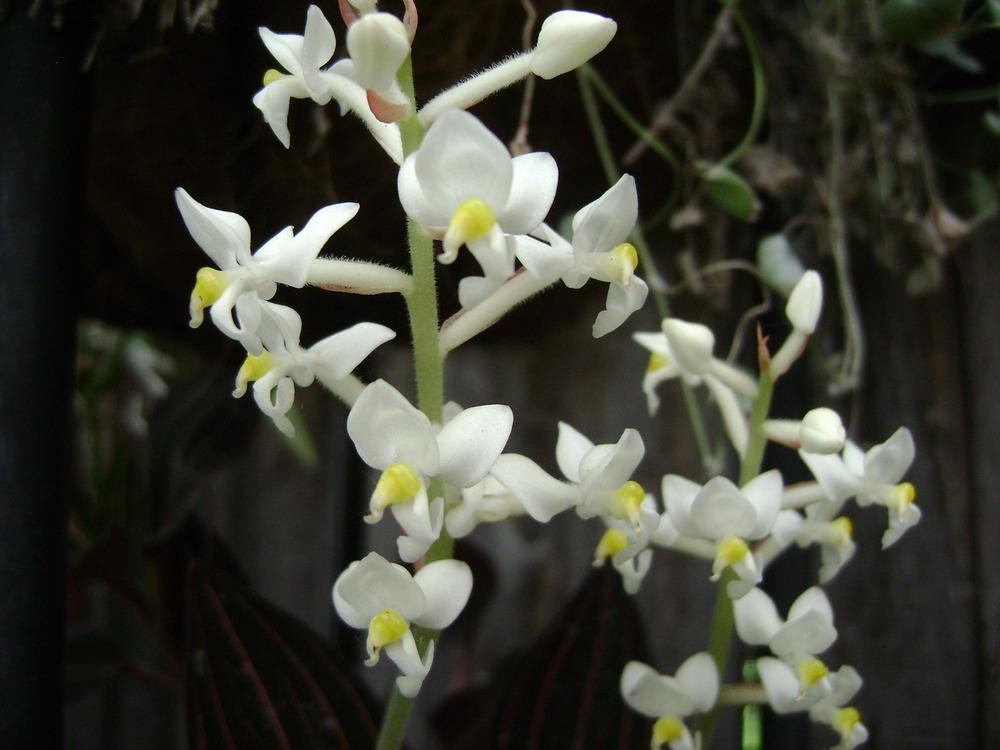Photo of Jewel Orchid (Ludisia discolor) uploaded by Ted5310