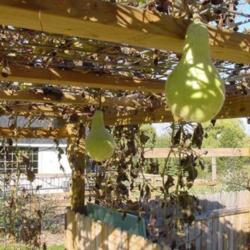 Location: RavenCroft Cottage
Date: 2009-10-19 
This shot shows the fruit & vines after hard frost.