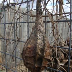 Location: RavenCroft Cottage
Date: 2013-04-14 
Dinosaur Gourd on trellis after drying out over the winter months