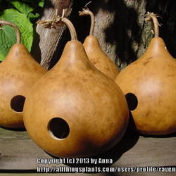 Location: RavenCroft Cottage
Date: 2011-06-27 
Finished birdhouse gourds, all cleaned & drilled for future inhab
