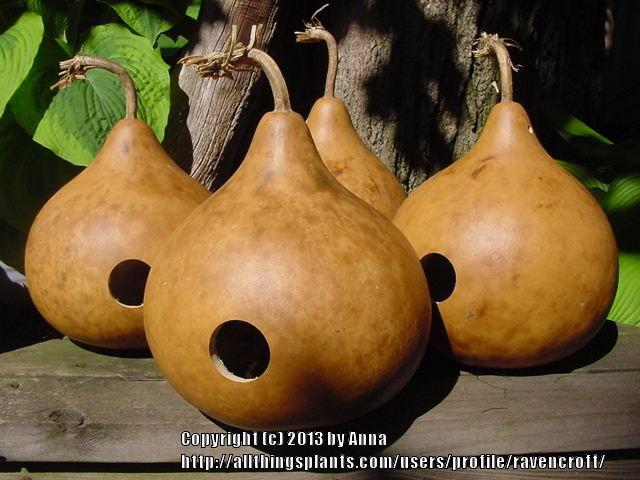 Photo of Hard-shelled Gourd (Lagenaria siceraria 'Birdhouse') uploaded by RavenCroft