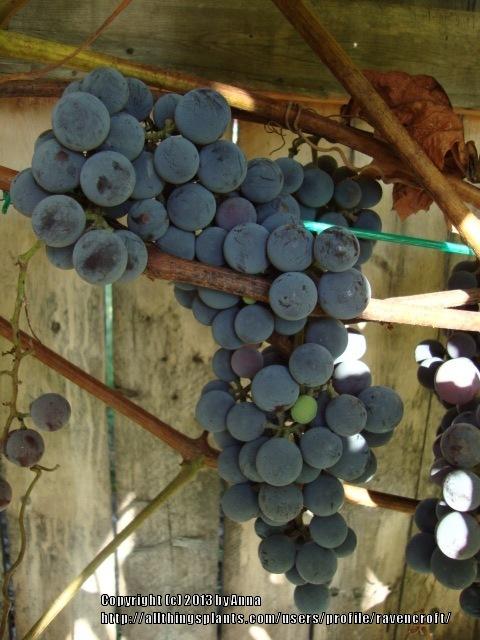 Photo of Concord Grape (Vitis labrusca 'Concord') uploaded by RavenCroft
