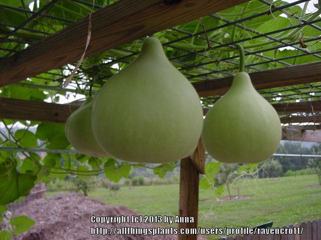 Photo of Hard-shelled Gourd (Lagenaria siceraria 'Birdhouse') uploaded by RavenCroft