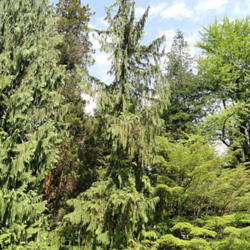 Location: Botanical Garden München-Nymphenburg, Munich, Germany.
Date: May