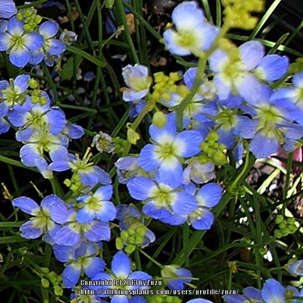 Photo of False Blue Flax (Heliophila coronopifolia) uploaded by zuzu