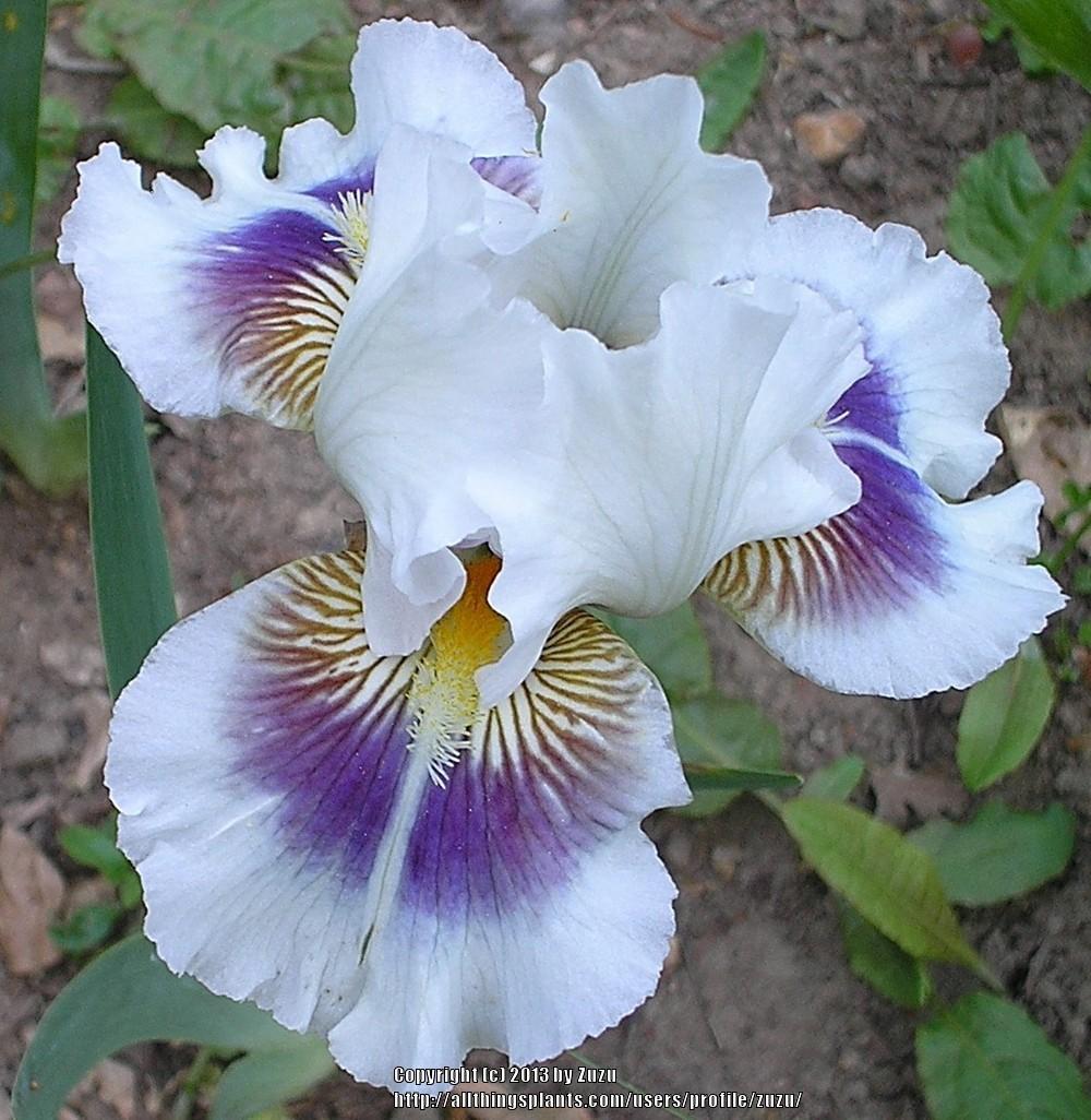 Photo of Intermediate Bearded Iris (Iris 'Dumbledore') uploaded by zuzu
