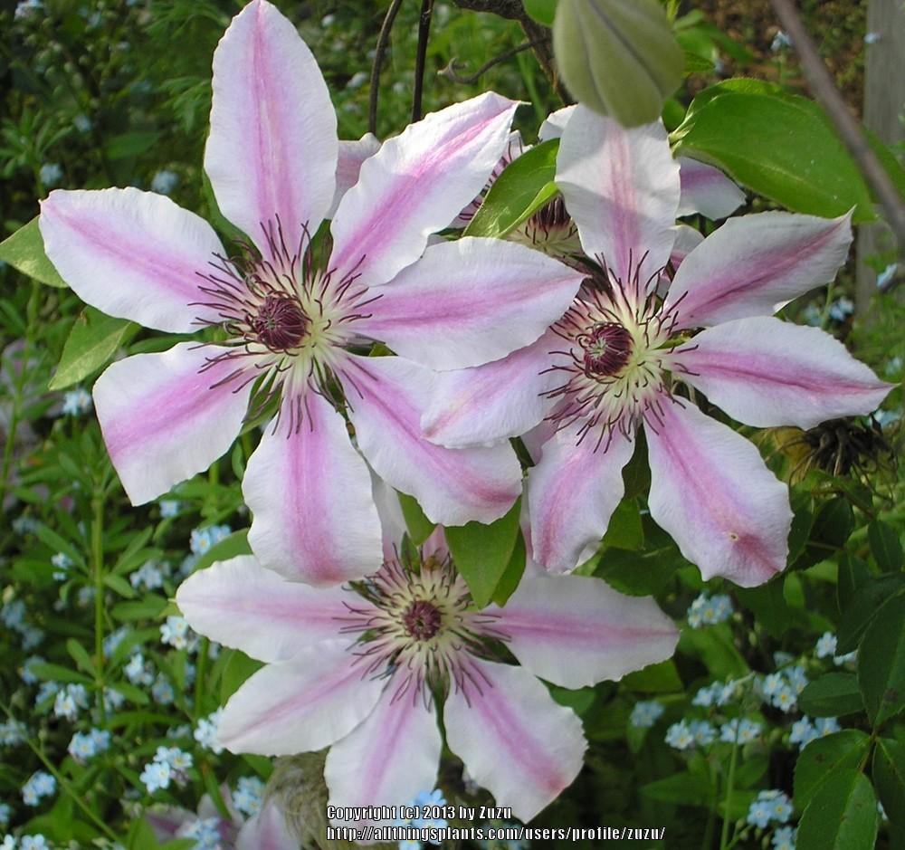 Photo of Clematis 'Nelly Moser' uploaded by zuzu