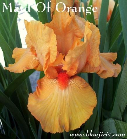 Photo of Border Bearded Iris (Iris 'Maid of Orange') uploaded by Calif_Sue