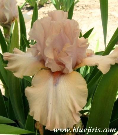 Photo of Tall Bearded Iris (Iris 'Mauvelous') uploaded by Calif_Sue