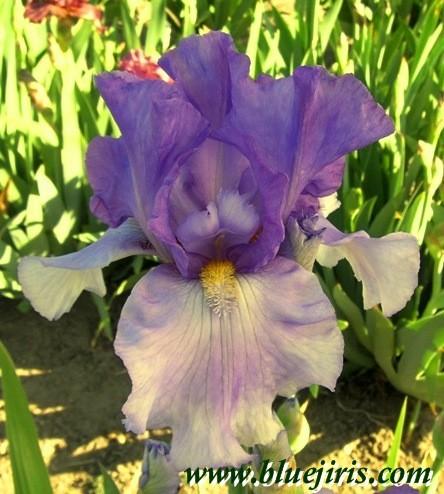 Photo of Tall Bearded Iris (Iris 'Missouri Mist') uploaded by Calif_Sue
