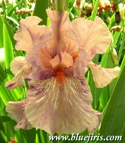 Photo of Tall Bearded Iris (Iris 'Maria Tormena') uploaded by Calif_Sue