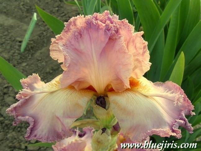 Photo of Tall Bearded Iris (Iris 'Mannekin Pis') uploaded by Calif_Sue
