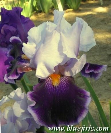 Photo of Tall Bearded Iris (Iris 'Magic Man') uploaded by Calif_Sue