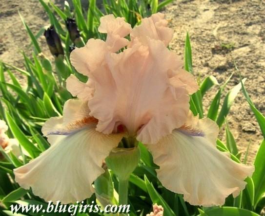 Photo of Tall Bearded Iris (Iris 'Mauvelous') uploaded by Calif_Sue
