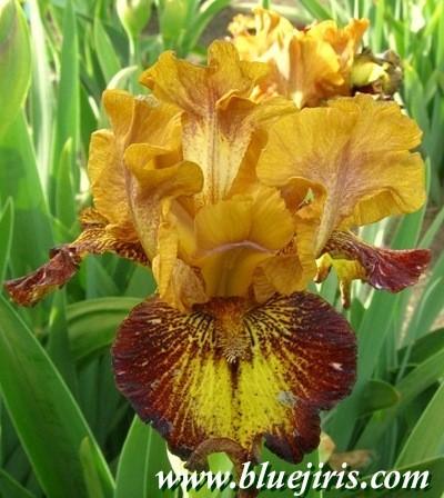 Photo of Intermediate Bearded Iris (Iris 'Masked Bandit') uploaded by Calif_Sue