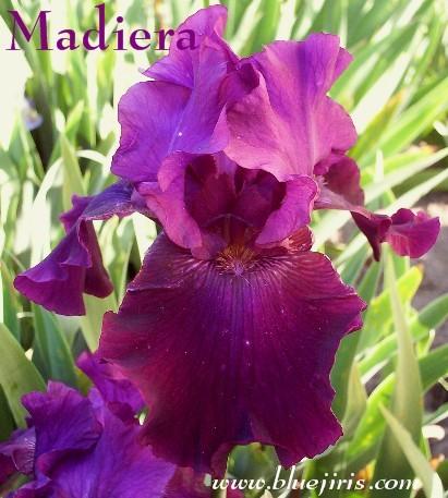 Photo of Tall Bearded Iris (Iris 'Madeira') uploaded by Calif_Sue