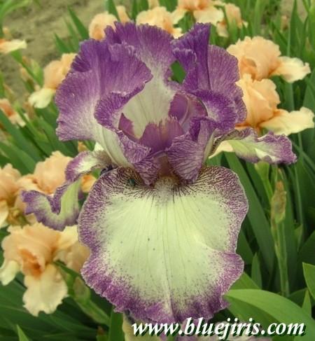 Photo of Tall Bearded Iris (Iris 'Mariposa Autumn') uploaded by Calif_Sue
