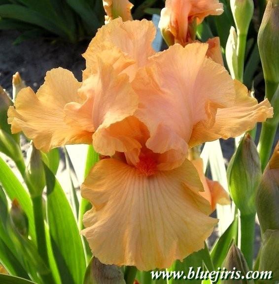 Photo of Border Bearded Iris (Iris 'Mango Smoothy') uploaded by Calif_Sue