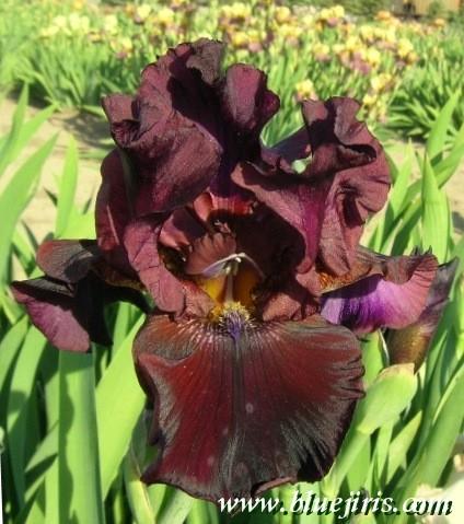 Photo of Tall Bearded Iris (Iris 'Mallory Kay') uploaded by Calif_Sue
