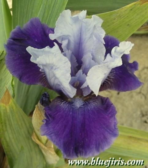Photo of Intermediate Bearded Iris (Iris 'Mariposa Wizard') uploaded by Calif_Sue
