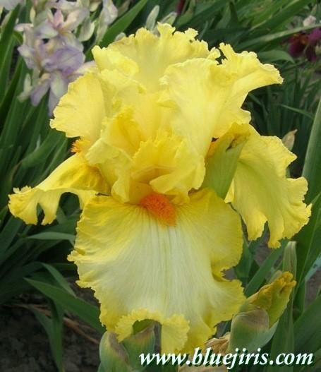 Photo of Tall Bearded Iris (Iris 'Martile Rowland') uploaded by Calif_Sue