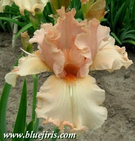 Photo of Tall Bearded Iris (Iris 'Margaret Inez') uploaded by Calif_Sue
