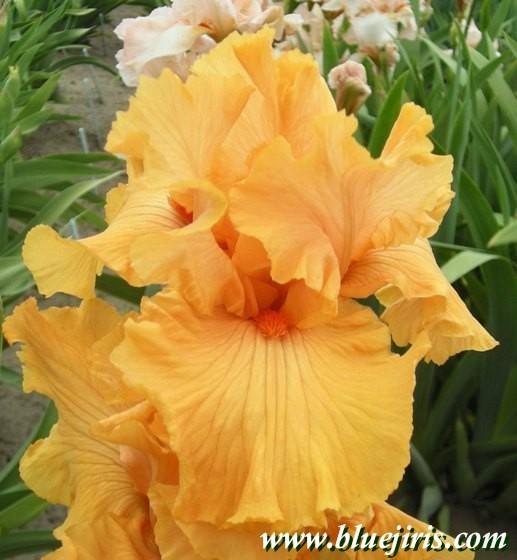 Photo of Tall Bearded Iris (Iris 'Managua') uploaded by Calif_Sue