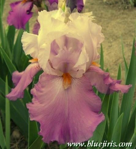 Photo of Tall Bearded Iris (Iris 'Metropolitan') uploaded by Calif_Sue